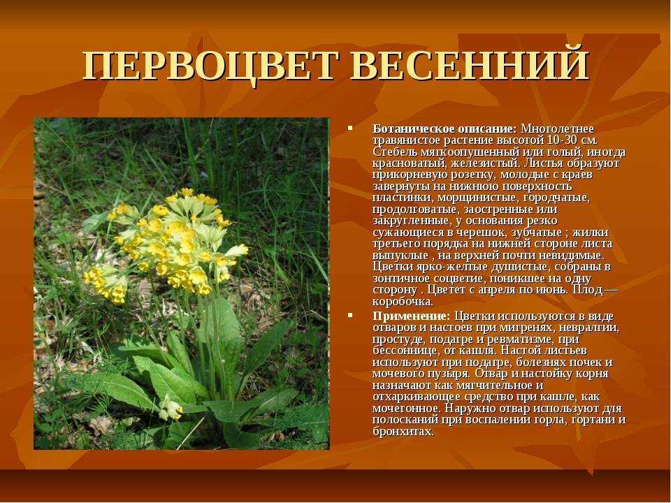 Лиственные деревья