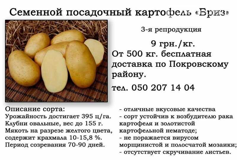 Ранний картофель жуковский: отзывы и фото, описание и урожайность сорта