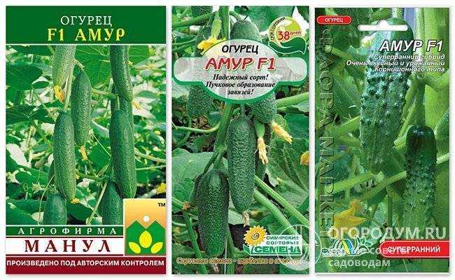 Подкормка огурцов в открытом грунте: рецепты, способы