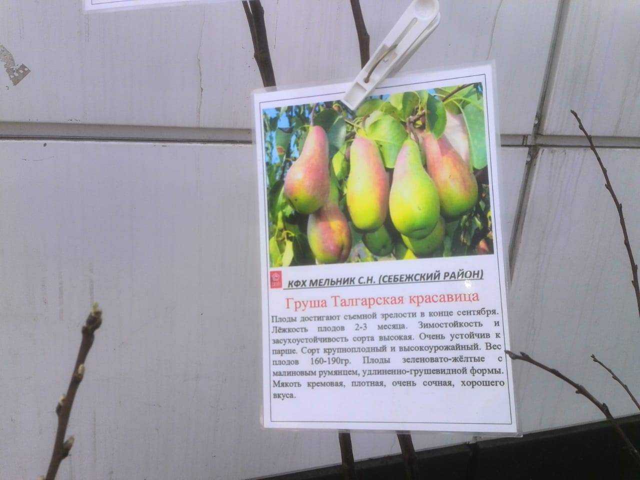 Груша лесная красавица. описание сорта, фото, отзывы, опылители, морозостойкость