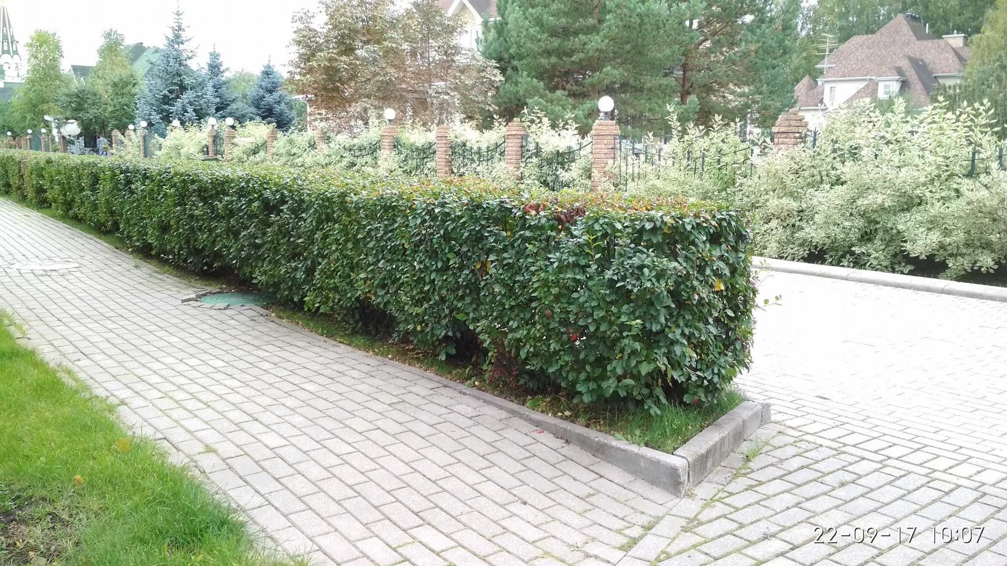 Выбор растений для живой изгороди: деревья и кустарники, быстрорастущие и многолетние