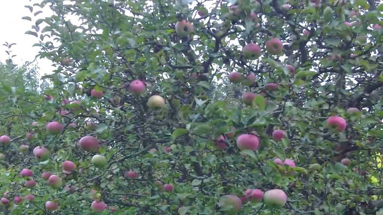 Как заставить цвести и плодоносить яблоню?