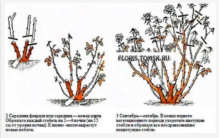 Обрезка роз осенью: плетистые, флорибунда, чайно-гибридные, парковые и др.