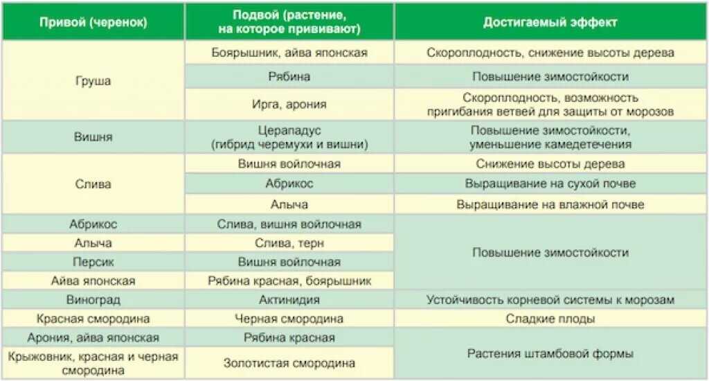 9 растений не будут капризничать, если посадить их под соснами
