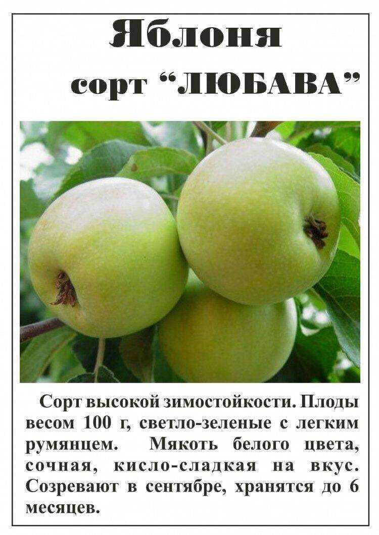 Топ-15 ранних сортов яблок для вашего сада