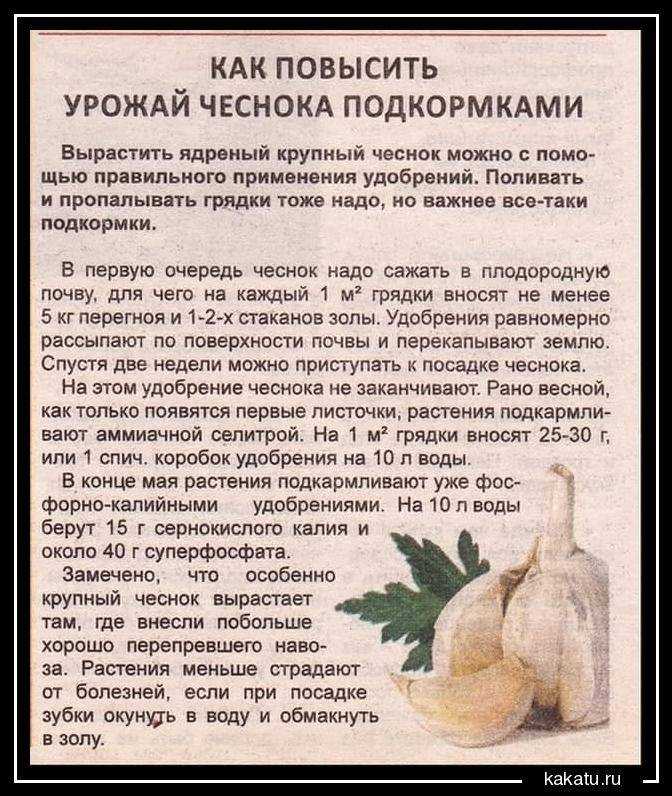Когда и чем нужно подкармливать чеснок: сроки, рецепты и особенности корневых и внекорневых подкормок