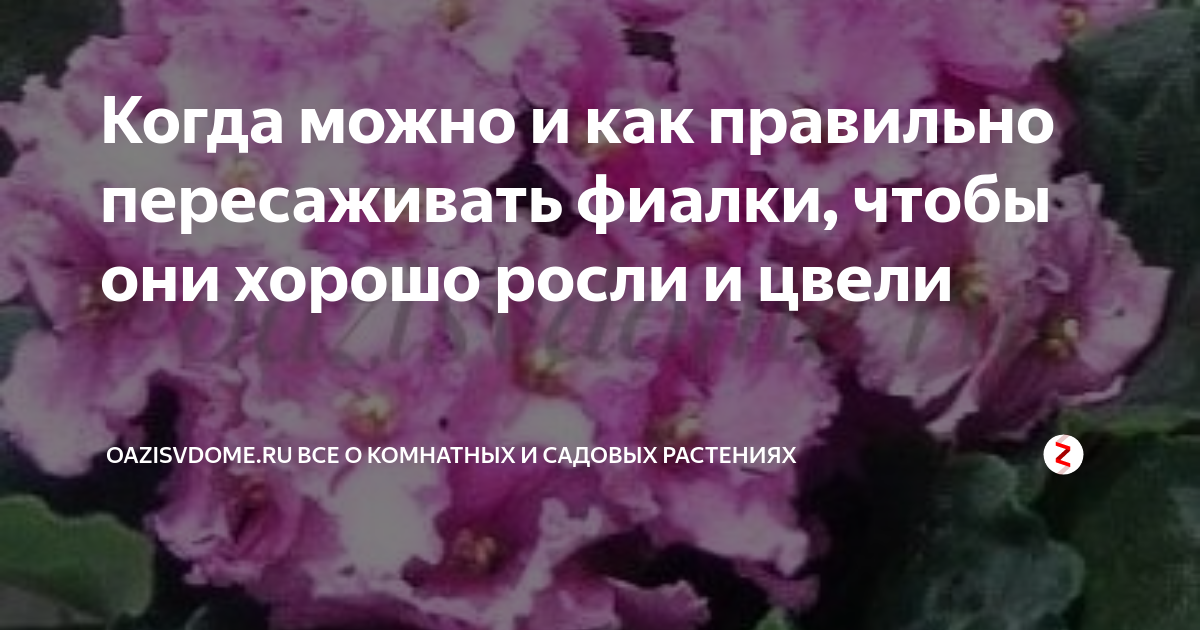 Удобрения для фиалок