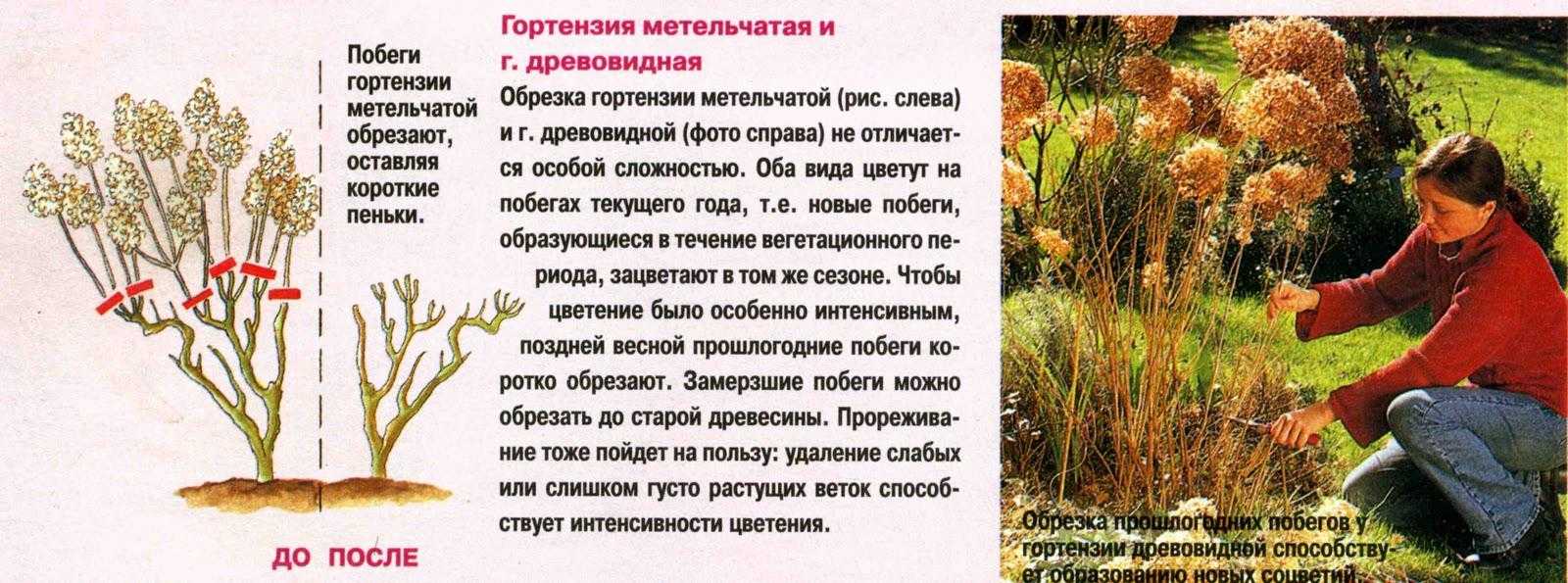 Чем подкормить сирень до и после цветения