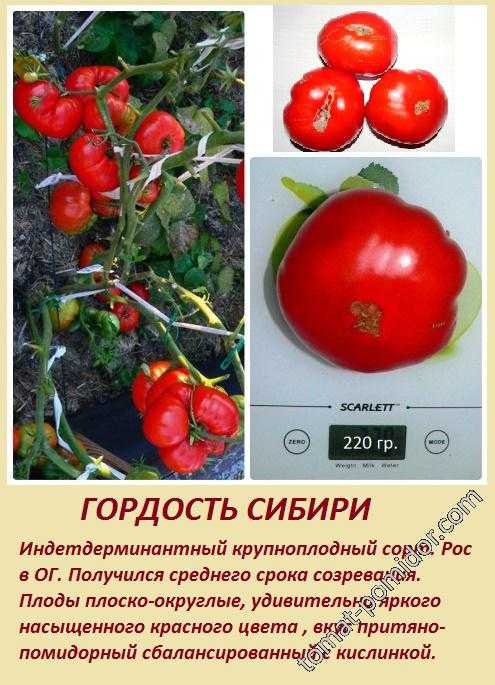 Томат гордость сибири: описание сорта, отзывы, фото