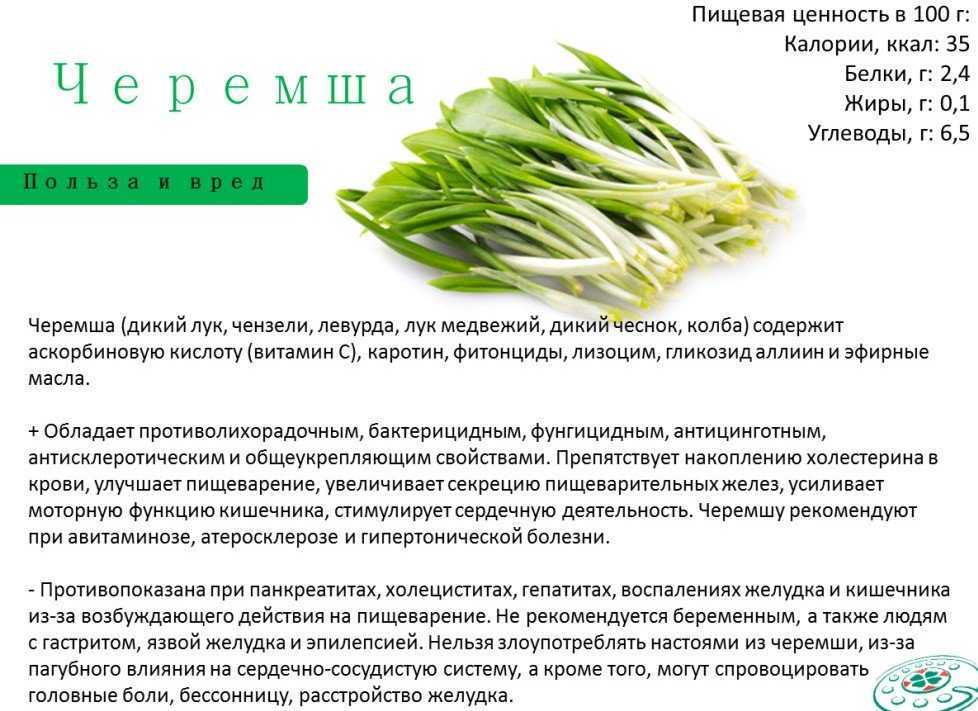 Выращивание черемши на даче и в домашних условиях