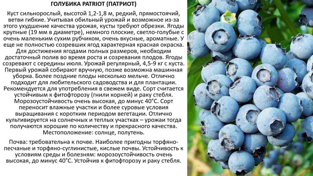 Как удобрять голубику и чем