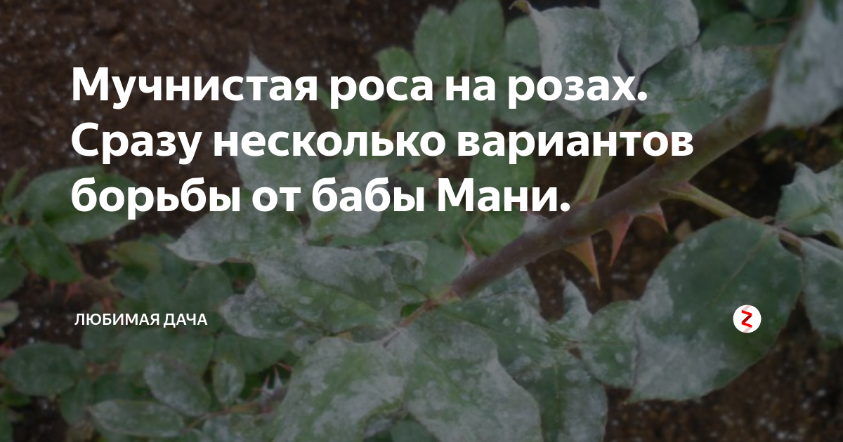 Как избавиться от мучнистой росы? методы борьбы, средства. на растениях. фото — ботаничка