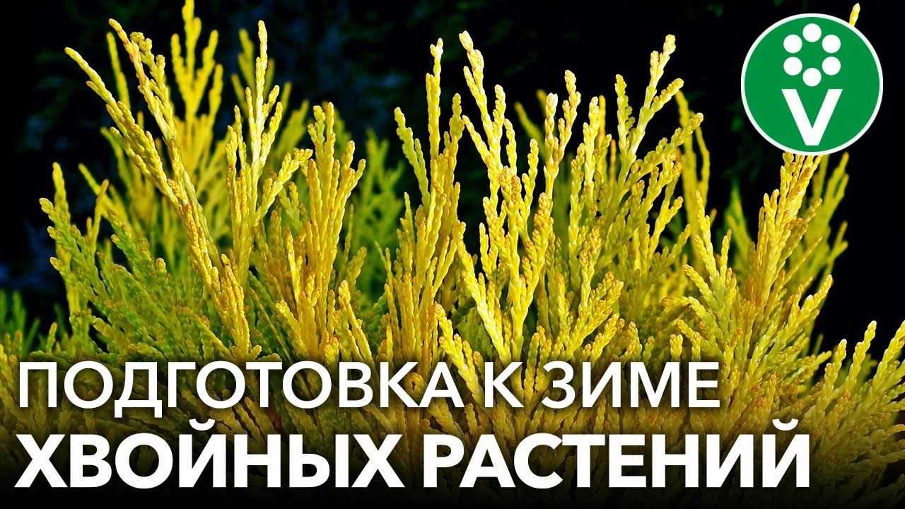 Нужно ли укрывать на зиму можжевельник. особенности ухода за можжевельником осенью и при подготовке к зиме — общие советы и рекомендации