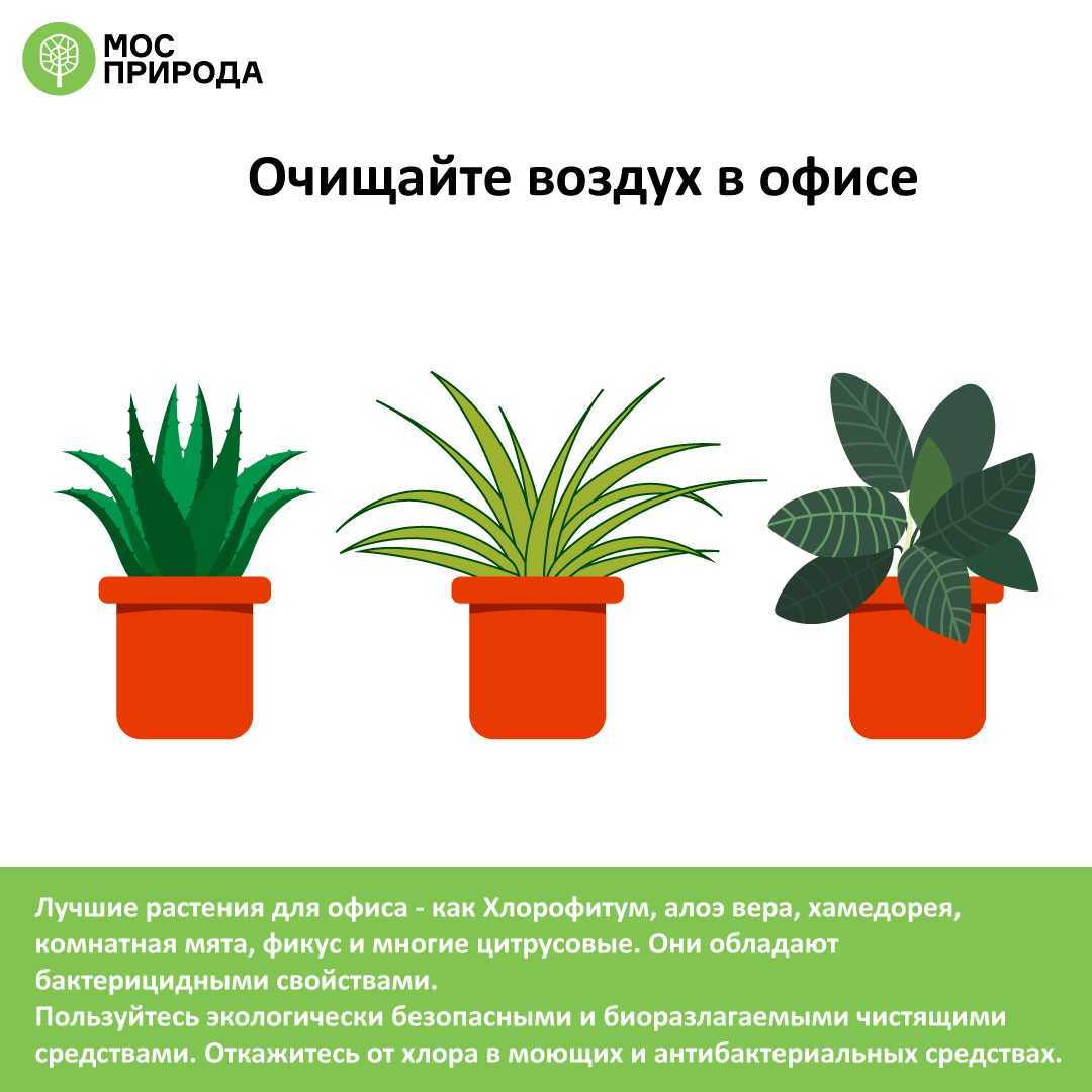 Комнатные растения, очищающие и увлажняющие воздух