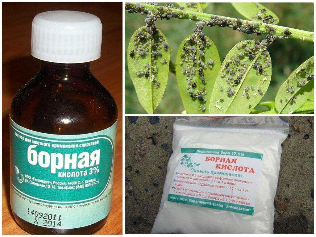 Как подкормить клубнику весной йодом и золой и борной кислотой правильно