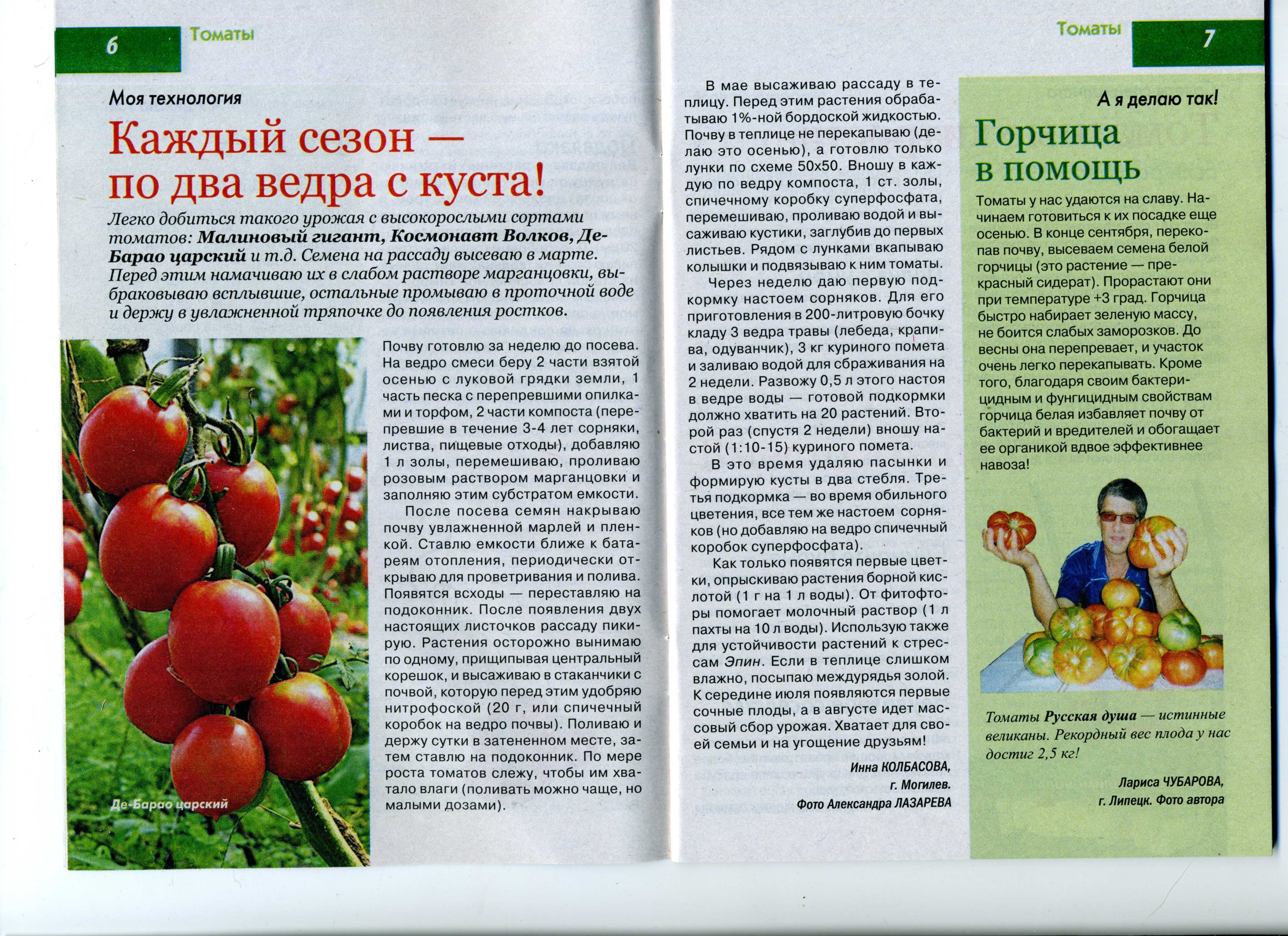 Томат дикая роза