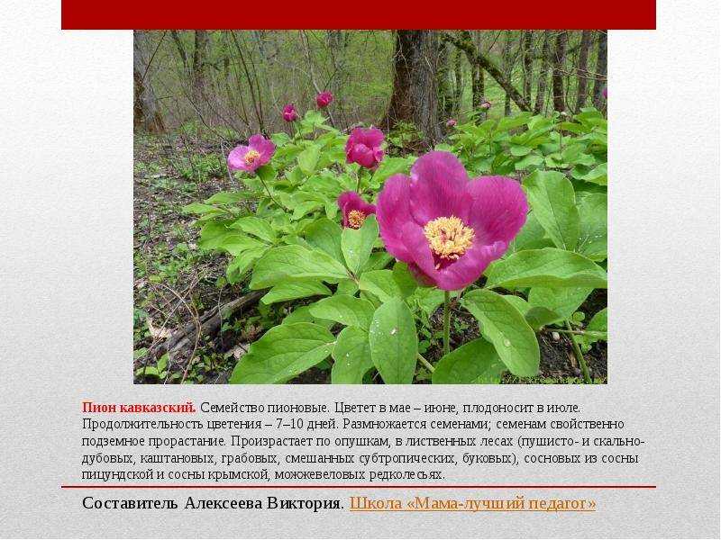 Древовидный пион: сорта с фото для подмосковья и сибири