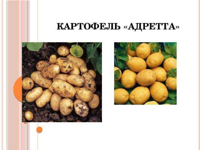 Картофель адретта: описание и краткая характеристика сорта, особенности посадки и ухода, болезни и вредители