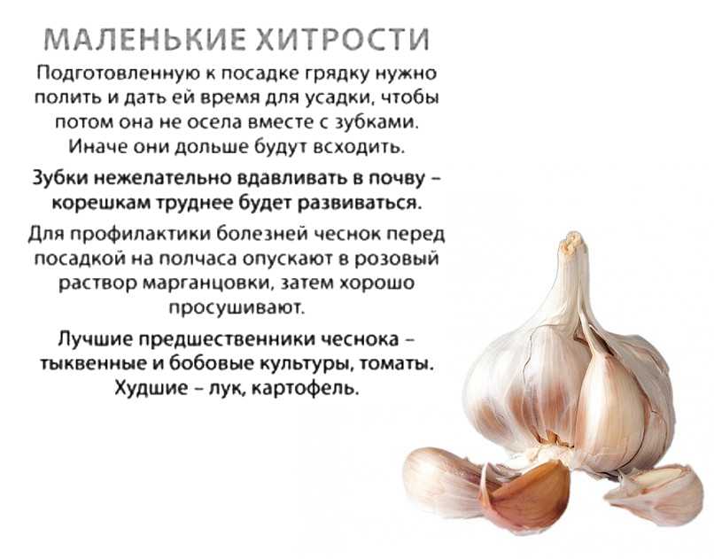Подкормка озимого чеснока весной для большого урожая: лучшие средства для удобрения