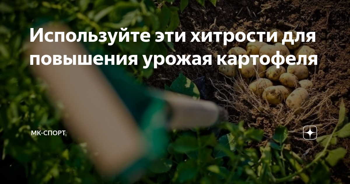 Какие удобрения для картофеля являются лучшими в 2023 году