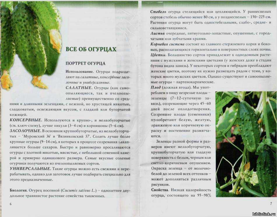 Кустовые огурцы для открытого грунта - лучшие сорта кустовых огурцов