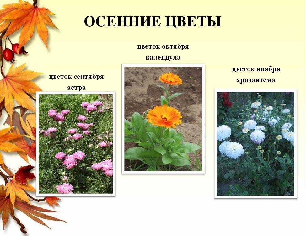 Цветущие кустарники для дачи: многолетние, морозостойкие, красивые для сада и дачи, цветущие все лето и осень