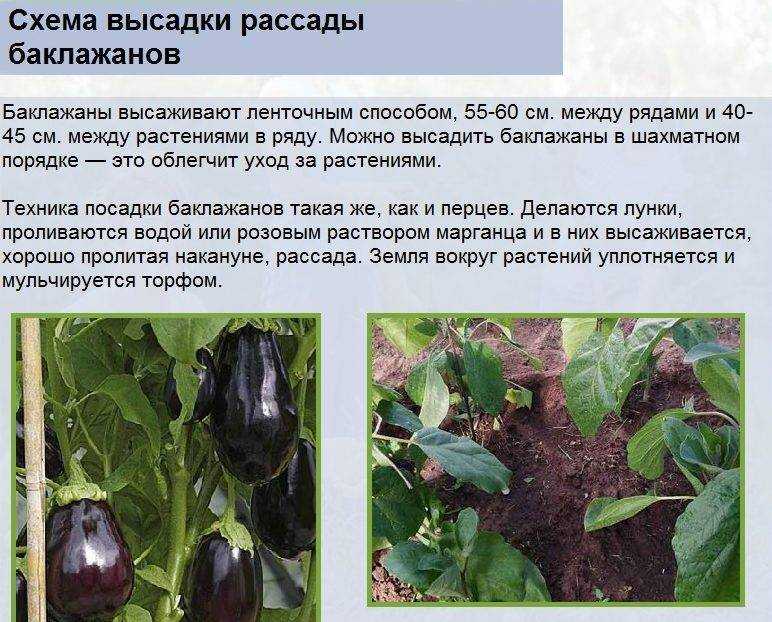 Баклажаны: выращивание и уход в открытом грунте