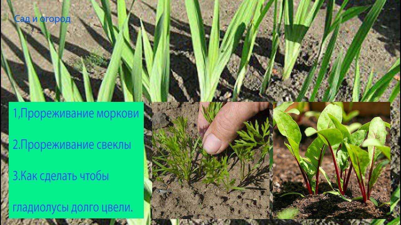 Свекла: выращивание и уход в открытом грунте, секреты хорошей урожайности, советы, как правильно вырастить овощ