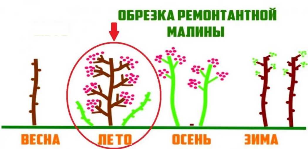 Обрезка ремонтантной малины: когда нужно делать обрезку - летом, осенью, или зимой, как обрезать куст, чтобы был хороший урожай, уход и посадка для начинающих