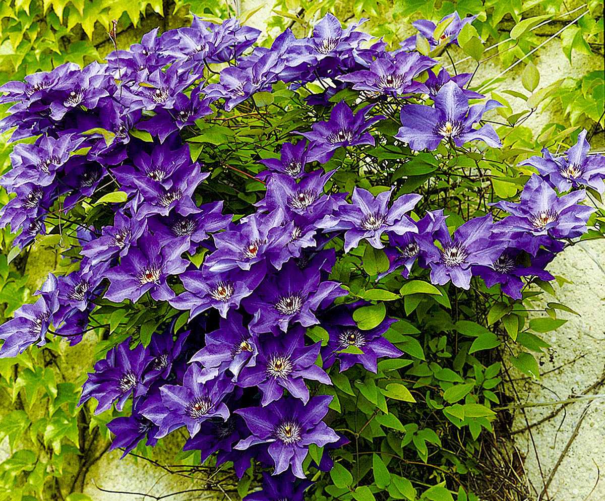 Клематис тайга (clematis taiga): описание и фото гибридного сорта + особенности посадки, размножения, ухода и обрезки