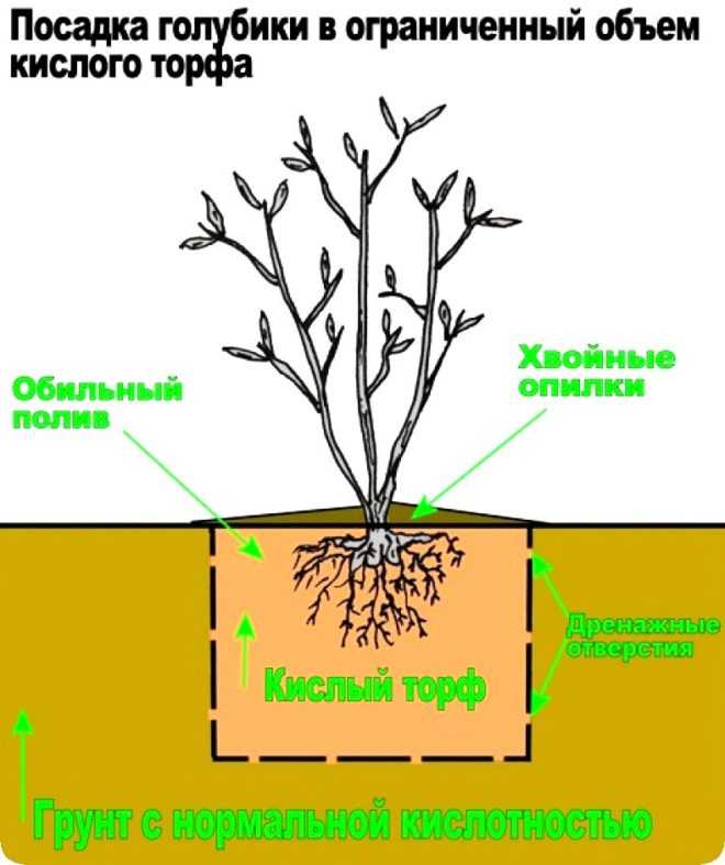 Как правильно выращивать голубику садовую: посадка и уход, пошаговая инструкция