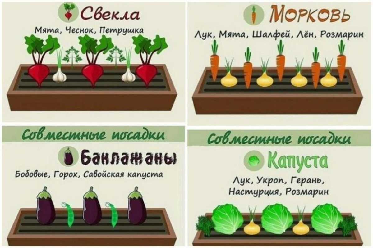 Осенние работы в саду: что нужно сделать на участке и в огороде | дом мечты