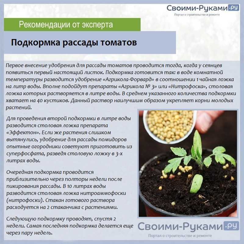 Выращивание помидоров в теплице из поликарбоната: уход от высадки в грунт до сбора урожая