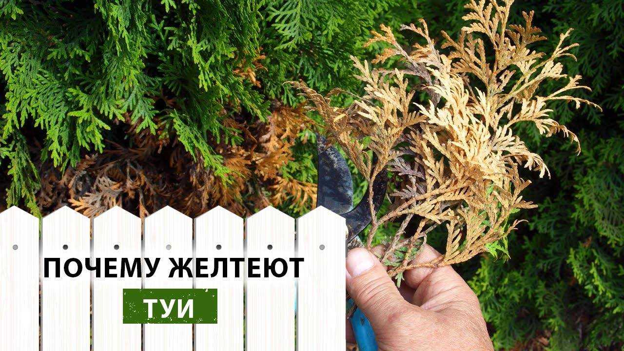 Туя пожелтела после зимы - что делать, как помочь растению, видео