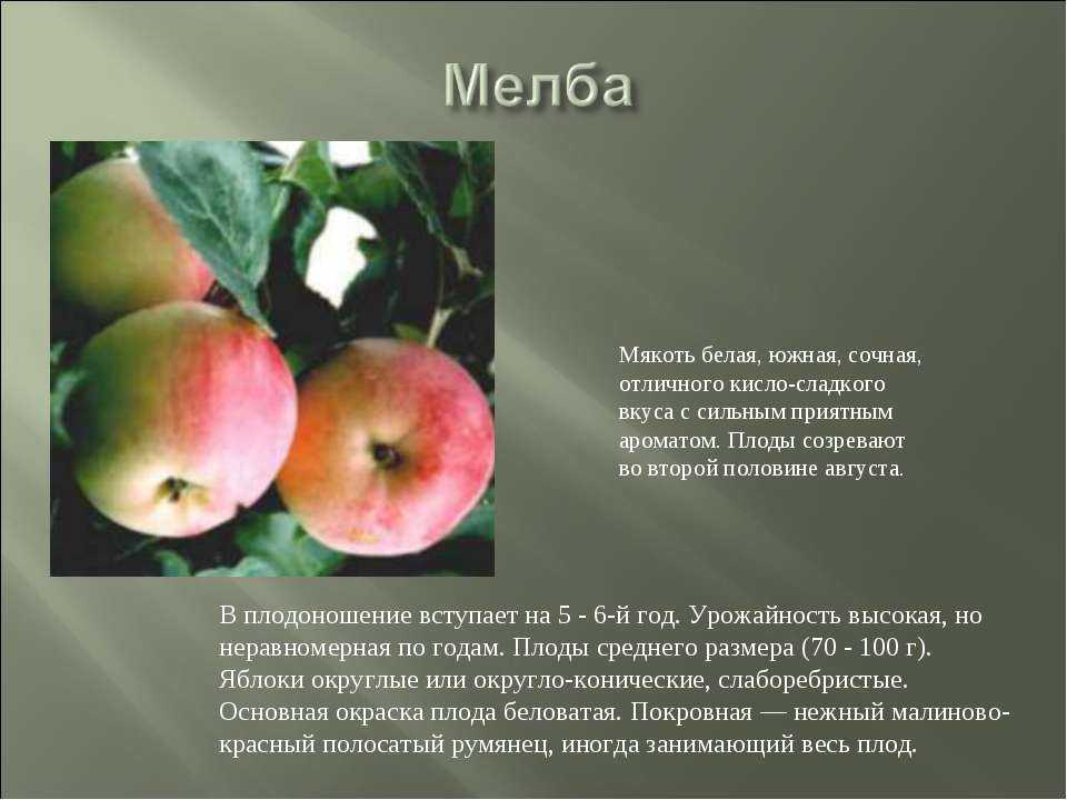 Как реанимировать пропадающие саженцы – способы оживления деревьев и кустиков