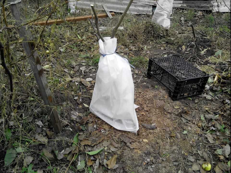 Вейгела — уход осенью и подготовка к зиме: обрезка и укрытие