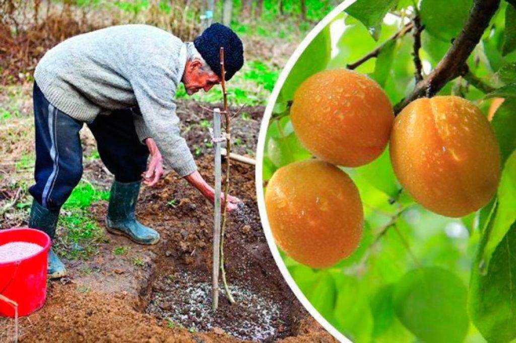 Зимостойкие сорта абрикосов: самые лучшие, вкусные, морозоустойчивые для сибири, урала, подмосковья, отзывы о выращивании