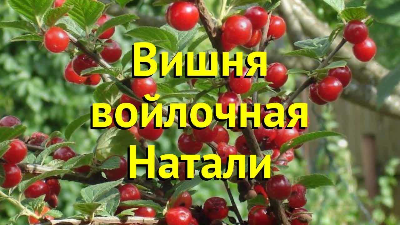 Виды вишни: карликовые сорта без поросли, на штамбе и на ветке, описание, какие бывают
