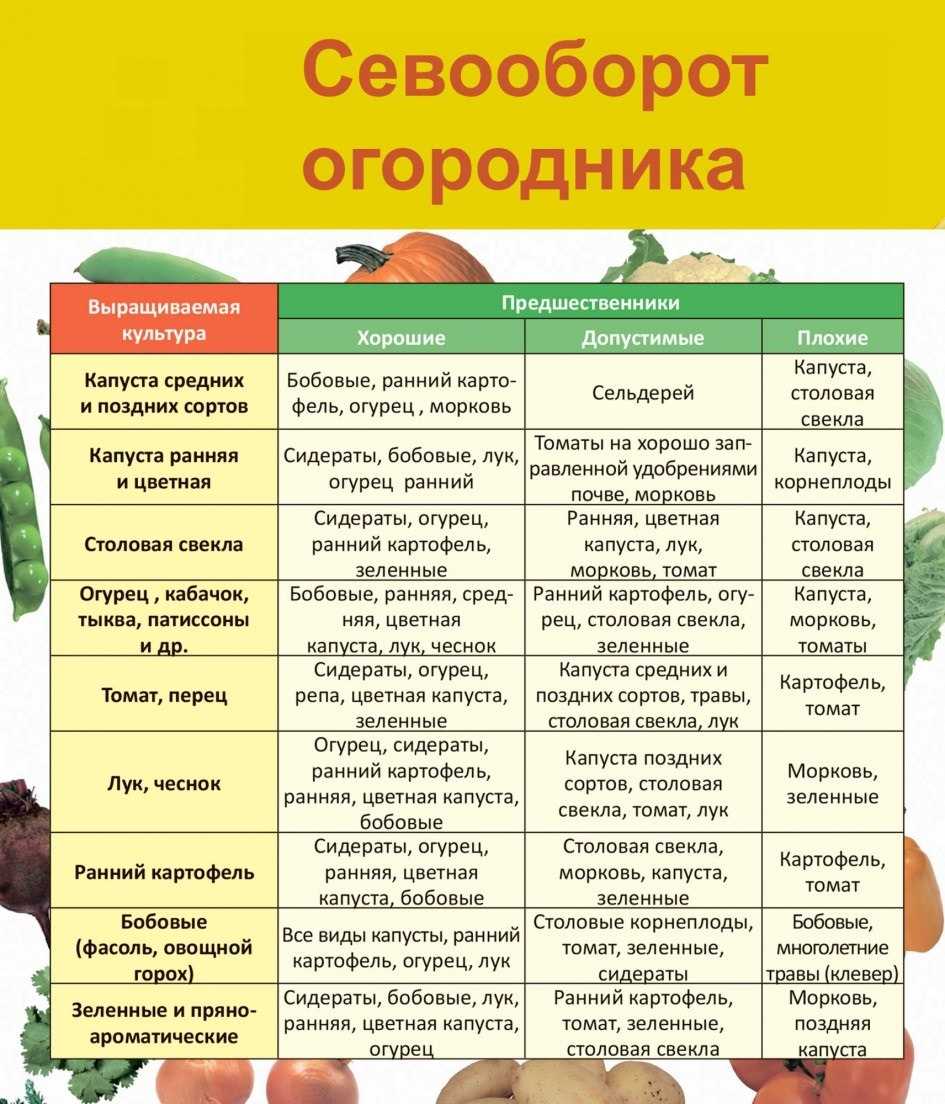После чего можно сажать картофель на следующий год