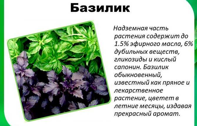 Трава базилик: фото, сорта, полезные свойства, применение в кулинарии