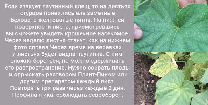 Завязи огурцов желтеют, сохнут, не растут и опадают: почему это происходит, что делать, как спасти огурчики