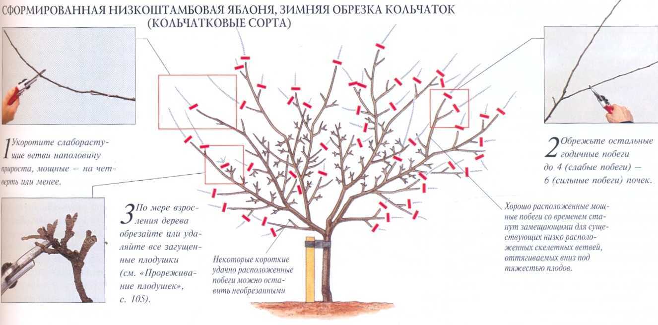 Факторы, влияющие на степень оржавленности плодов яблони. причины появления различных типов пятнистостей на листьях