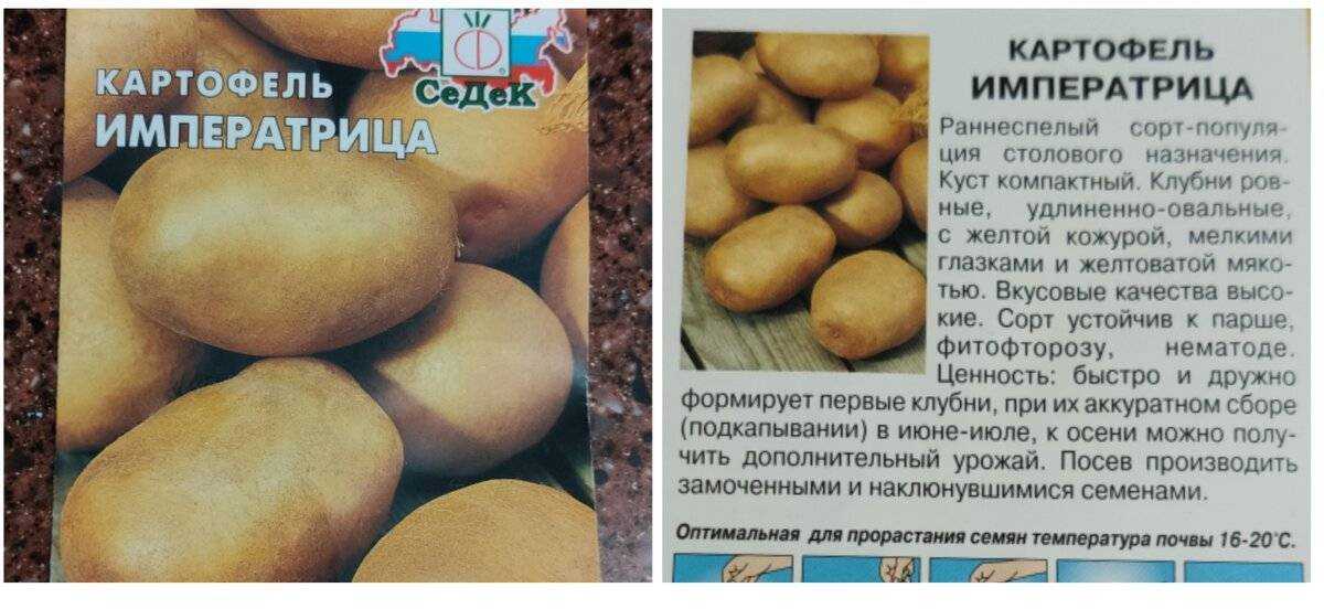 Картофель "удача": описание и характеристика сорта, фото, отзывы