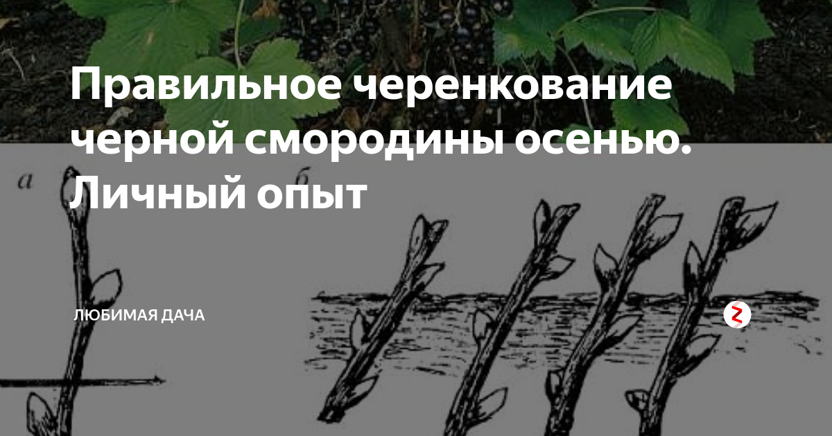 Размножение смородины зелеными черенками летом
