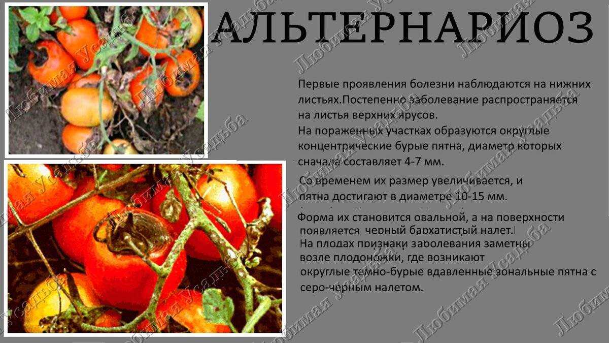 Причины появления, признаки и лечение кладоспориоза томатов в теплице и в открытом грунте. меры профилактики бурой пятнистости