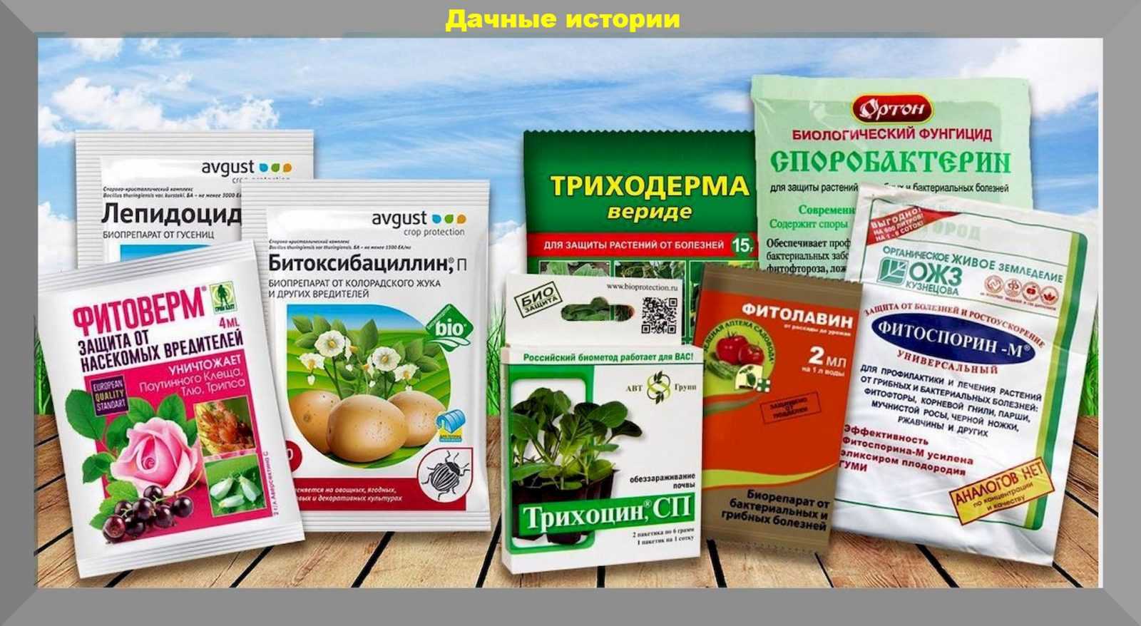 Как правильно сажать зелень