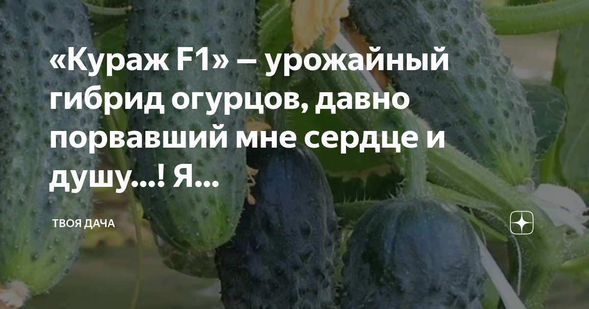 Огурец герман в сравнении с машей и куражом, отзывы