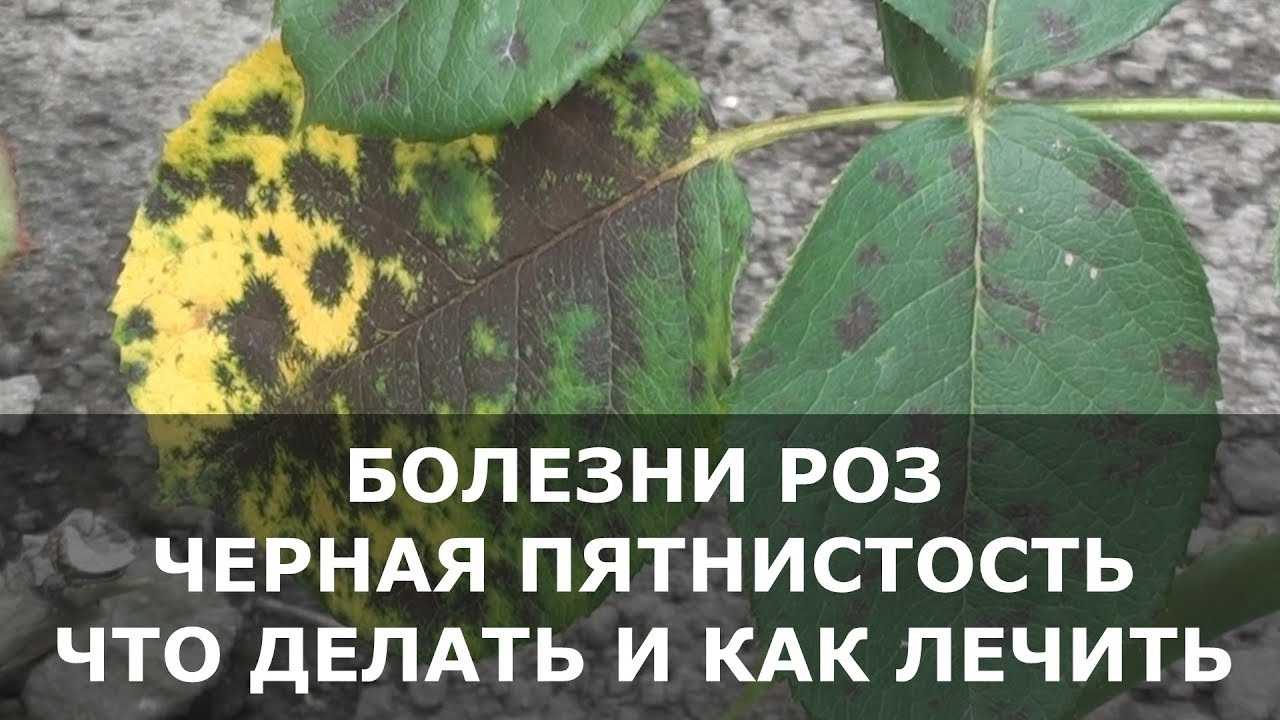 Болезни листьев розы: описания с фото и способы лечения