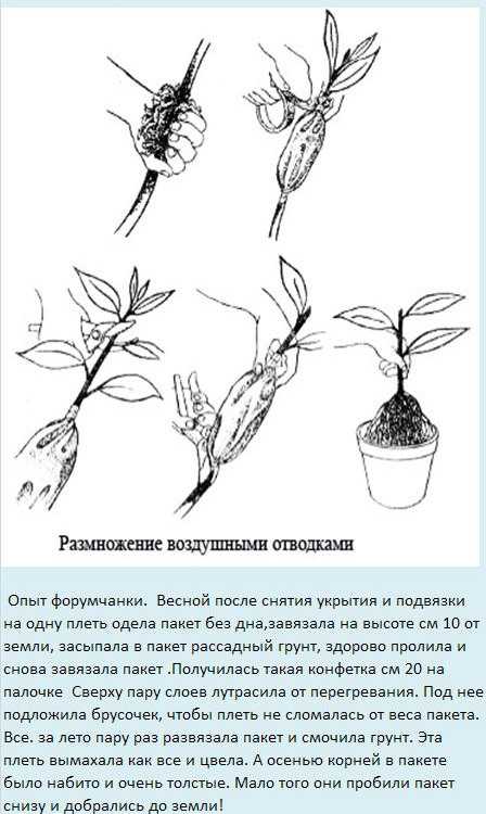 Размножение цитрусовых воздушной отводкой - методы размножения, этапы, особенности