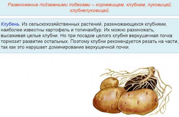 Способы выращивания картофеля из семян, сроки и схема посадки